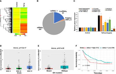 Transforming Growth Factor-Beta-Regulated LncRNA-MUF Promotes Invasion by Modulating the miR-34a Snail1 Axis in Glioblastoma Multiforme